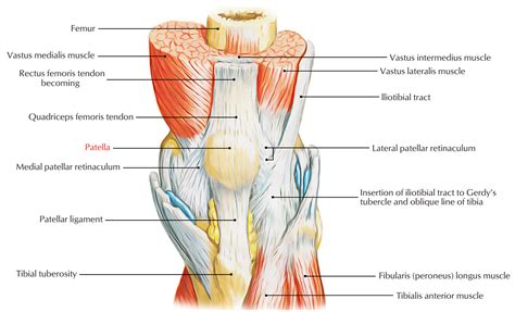 patella latin.